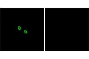 Immunofluorescence analysis of HepG2 cells, using MRGX1 Antibody. (MRGPRX1 抗体  (AA 271-320))