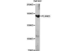 Western blot analysis of extracts of rat liver, using PLXNB3 antibody (ABIN6291674) at 1:1000 dilution. (Plexin B3 抗体)