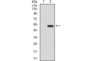 Western Blotting (WB) image for anti-CD6 (CD6) (AA 472-668) antibody (ABIN1846113) (CD6 抗体  (AA 472-668))