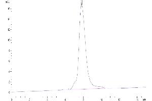 The purity of Human TSLP (R127A, R130A) is greater than 95 % as determined by SEC-HPLC. (Thymic Stromal Lymphopoietin Protein (TSLP) (AA 29-159, Arg127Ala-Mutant, Arg130Ala-Mutant) (His-Avi Tag))