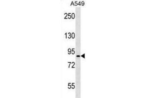 Western Blotting (WB) image for anti-Pannexin 2 (PANX2) antibody (ABIN3000759) (Pannexin 2 抗体)