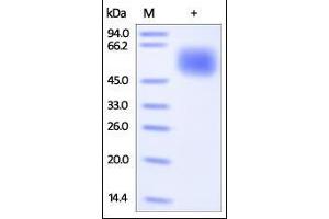 SDS-PAGE (SDS) image for Ciliary Neurotrophic Factor Receptor (CNTFR) (AA 23-346) protein (His tag) (ABIN2180891)