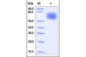 Human CNTF R alpha, His Tag on SDS-PAGE under reducing (R) condition. (CNTF Receptor alpha Protein (AA 23-346) (His tag))