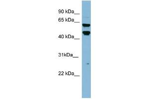 WB Suggested Anti-PH-4 Antibody Titration: 0. (P4HTM 抗体  (Middle Region))
