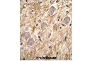 PCDHGA8 Antibody (C-term) (ABIN655955 and ABIN2845341) immunohistochemistry analysis in formalin fixed and paraffin embedded human brain tissue followed by peroxidase conjugation of the secondary antibody and DAB staining. (PCDHGA8 抗体  (C-Term))