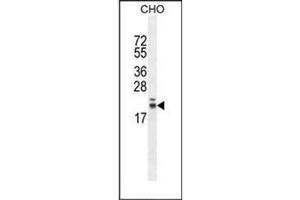Western blot analysis of RNF185 Antibody  in CHO cell line lysates (35ug/lane). (RNF185 抗体  (Middle Region))