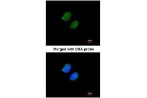 Immunofluorescence (IF) image for anti-Proteasome Subunit alpha 5 (PSMA5) (Center) antibody (ABIN2855714)