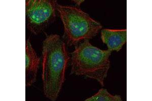 Immunofluorescence analysis of HeLa cells using SKP1 monoclonal antobody, clone 4E11  (green). (SKP1 抗体)