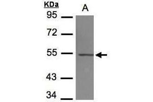 WB Image Sample(30 μg of whole cell lysate) A:293T 7. (TUBB4 抗体)