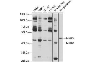 Western blot analysis of extracts of various cell lines, using MYLK4 antibody (ABIN6133126, ABIN6144268, ABIN6144269 and ABIN6214097) at 1:1000 dilution. (MYLK4 抗体  (AA 119-388))