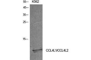 Western Blot (WB) analysis of K562 cells using MIP-1b Polyclonal Antibody. (CCL4 抗体  (Internal Region))