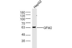 HepG2 (Human cell line) lysates probed with GFM2 Polyclonal Antibody, unconjugated  at 1:300 overnight at 4°C followed by a conjugated secondary antibody at 1:10000 for 60 minutes at 37°C. (GFM2 抗体  (AA 151-250))