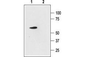 Western blot analysis of rat cerebellum lysate: - 1. (KCNK4 抗体  (C-Term, Intracellular))