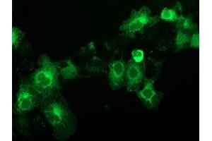 Anti-BECN1 mouse monoclonal antibody (ABIN2454373) immunofluorescent staining of COS7 cells transiently transfected by pCMV6-ENTRY BECN1 (RC201629). (Beclin 1 抗体)