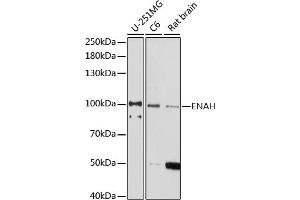 Western blot analysis of extracts of various cell lines, using ENAH antibody (ABIN7266936) at 1:1000 dilution. (ENAH 抗体  (AA 412-591))