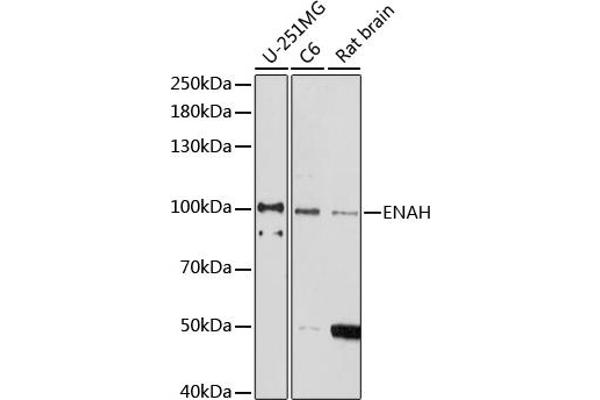 ENAH 抗体  (AA 412-591)