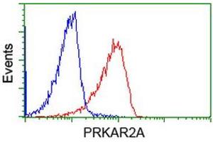 Image no. 1 for anti-Protein Kinase, CAMP-Dependent, Regulatory, Type II, alpha (PRKAR2A) antibody (ABIN1500254) (PRKAR2A 抗体)