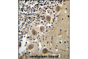 BEND6 Antibody (C-term) (ABIN656518 and ABIN2845788) immunohistochemistry analysis in formalin fixed and paraffin embedded human cerebellum tissue followed by peroxidase conjugation of the secondary antibody and DAB staining. (BEND6 抗体  (C-Term))