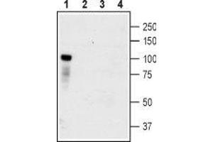 Western Blotting (WB) image for anti-Neurotrophic tyrosine Kinase, Receptor, Type 3 (NTRK3) (AA 393-405), (Extracellular) antibody (ABIN7043391)