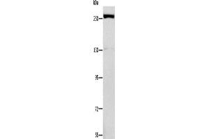 Western Blotting (WB) image for anti-Extra Spindle Poles Like 1 (ESPL1) antibody (ABIN2434612) (Separase 抗体)