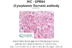 Image no. 1 for anti-G Protein-Coupled Receptor 84 (GPR84) (3rd Cytoplasmic Domain) antibody (ABIN1735180) (GPR84 抗体  (3rd Cytoplasmic Domain))