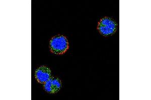 Confocal immunofluorescent analysis of KLRC1 Antibody (N-term) (ABIN656501 and ABIN2845775) with MDA-M cell followed by Alexa Fluor 488-conjugated goat anti-rabbit lgG (green). (KLRC1 抗体  (N-Term))