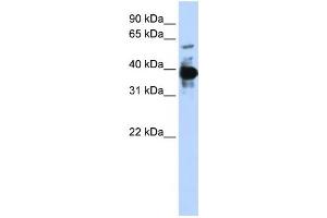 Western Blotting (WB) image for anti-Nuclear Factor (Erythroid-Derived 2), 45kDa (NFE2) antibody (ABIN2460011) (NFE2 抗体)