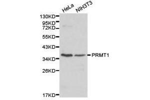 Western Blotting (WB) image for anti-Protein Arginine Methyltransferase 1 (PRMT1) antibody (ABIN1874325) (PRMT1 抗体)