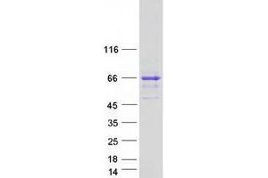 Validation with Western Blot (SNTG2 Protein (Myc-DYKDDDDK Tag))