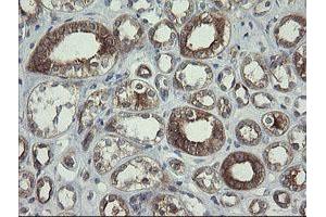 Image no. 1 for anti-Polymerase (RNA) III (DNA Directed) Polypeptide C (62kD) (POLR3C) antibody (ABIN1500340) (POLR3C 抗体)