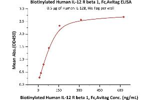 Immobilized Human IL-12B, His Tag (ABIN2181334,ABIN3071755,ABIN6810016) at 5 μg/mL (100 μL/well) can bind Biotinylated Human IL-12 R beta 1, Fc,Avitag (ABIN6731329,ABIN6809867) with a linear range of 10-78 ng/mL (QC tested). (IL12RB1 Protein (AA 24-540) (Fc Tag,AVI tag,Biotin))