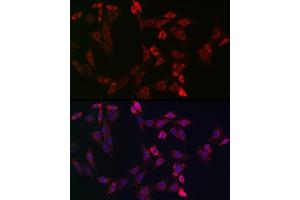 Immunofluorescence analysis of NIH-3T3 cells using Bid Rabbit pAb (ABIN3020687, ABIN3020688, ABIN3020689, ABIN1512634 and ABIN6213669) at dilution of 1:150 (40x lens). (BID 抗体  (AA 1-130))