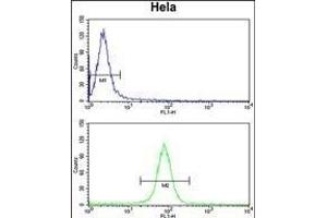 CALM1 Antibody (C-term) (ABIN652489 and ABIN2842329) flow cytometry analysis of Hela cells (bottom histogram) compared to a negative control cell (top histogram). (Calmodulin 1 抗体  (C-Term))