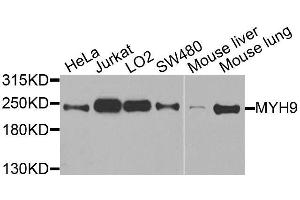 Western blot analysis of extracts of various cell lines, using MYH9 antibody. (Myosin 9 抗体  (AA 1711-1960))