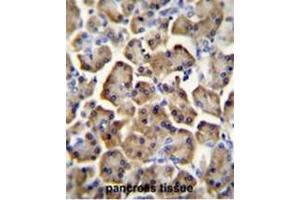 BTC Antibody (N-term) immunohistochemistry analysis in formalin fixed and paraffin embedded human pancreas tissue followed by peroxidase conjugation of the secondary antibody and DAB staining. (Betacellulin 抗体  (N-Term))