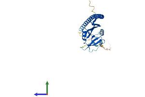 Protein Structure (PS) image for C-Type Lectin Domain Family 12, Member A (CLEC12A) (AA 1-265) protein (His tag) (ABIN7553331)
