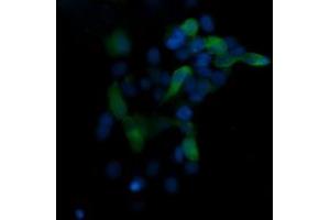Image no. 1 for anti-Mitogen-Activated Protein Kinase 13 (MAPK13) antibody (ABIN1499956) (MAPK13 抗体)