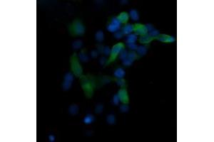 Image no. 1 for anti-Mitogen-Activated Protein Kinase 13 (MAPK13) antibody (ABIN1499956) (MAPK13 抗体)