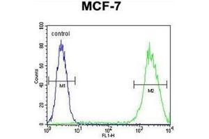 Flow cytometric analysis of MCF-7 cells usinmg Galectin-3 Antibody (C-term) Cat. (Galectin 3 抗体  (C-Term))