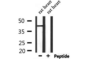 Western blot analysis of extracts from rat heart , using LAMP2 Antibody. (LAMP2 抗体  (C-Term))