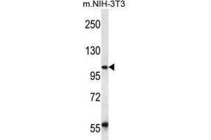 UBAP2 Antibody (N-term) western blot analysis in mouse NIH-3T3 cell line lysates (35 µg/lane). (UBAP2 抗体  (N-Term))