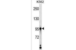 KAZ Antibody (C-term) (ABIN1537561 and ABIN2850222) western blot analysis in K562 cell line lysates (35 μg/lane). (Kazrin 抗体  (C-Term))