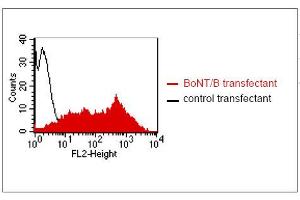 FACS analysis of BOSC23 cells using GR-3G7. (Botulinum Neurotoxin Type B (BoNT/B) 抗体)