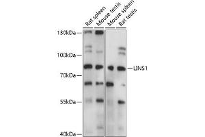 Western blot analysis of extracts of various cell lines, using LINS1 antibody (ABIN7268271) at 1:1000 dilution. (LINS 抗体  (AA 1-100))