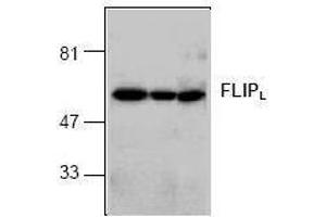 Image no. 1 for anti-CASP8 and FADD-Like Apoptosis Regulator (CFLAR) (C-Term), (long form) antibody (ABIN126994) (FLIP 抗体  (C-Term, long form))