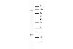 Histone H3 acetyl Lys56 antibody tested by Western blot.