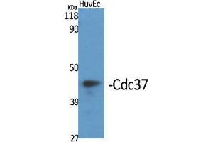 Western Blot (WB) analysis of specific cells using Cdc37 Polyclonal Antibody. (CDC37 抗体  (Tyr593))