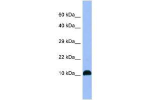 WB Suggested Anti-NPB Antibody Titration: 1. (Neuropeptide B 抗体  (C-Term))