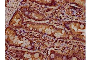 IHC image of ABIN7162659 diluted at 1:600 and staining in paraffin-embedded human small intestine tissue performed on a Leica BondTM system.