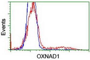 HEK293T cells transfected with either RC203565 overexpress plasmid (Red) or empty vector control plasmid (Blue) were immunostained by anti-OXNAD1 antibody (ABIN2454736), and then analyzed by flow cytometry. (OXNAD1 抗体)